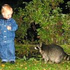 Waschbär am Edersee Waldeck-Scheid