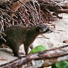 Waschbär am Strand