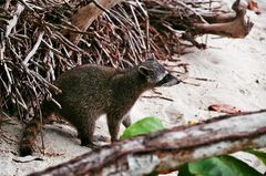 Waschbär am Strand