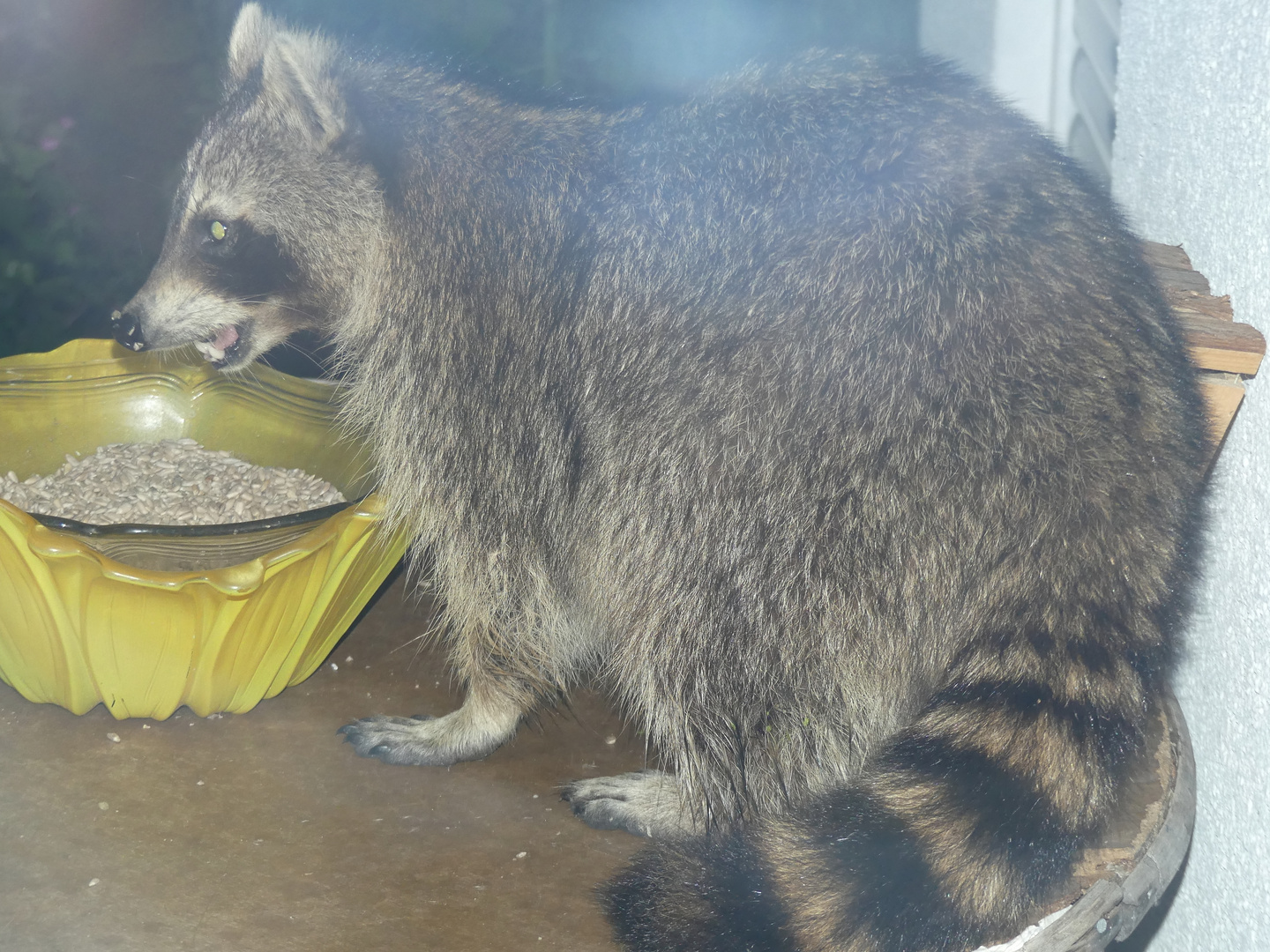 Waschbär am Vogelfutter