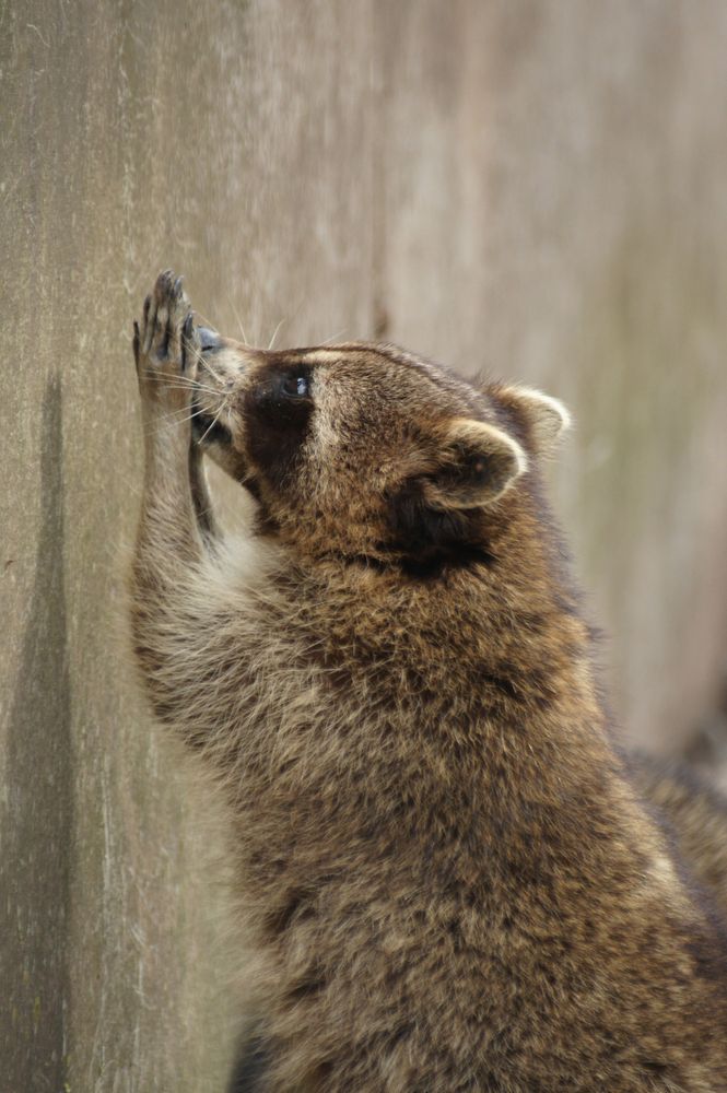 Waschbär an der Klagemauer