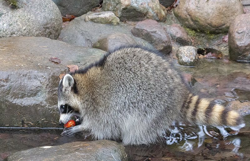 Waschbär at work 