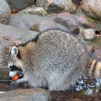 Waschbär at work 