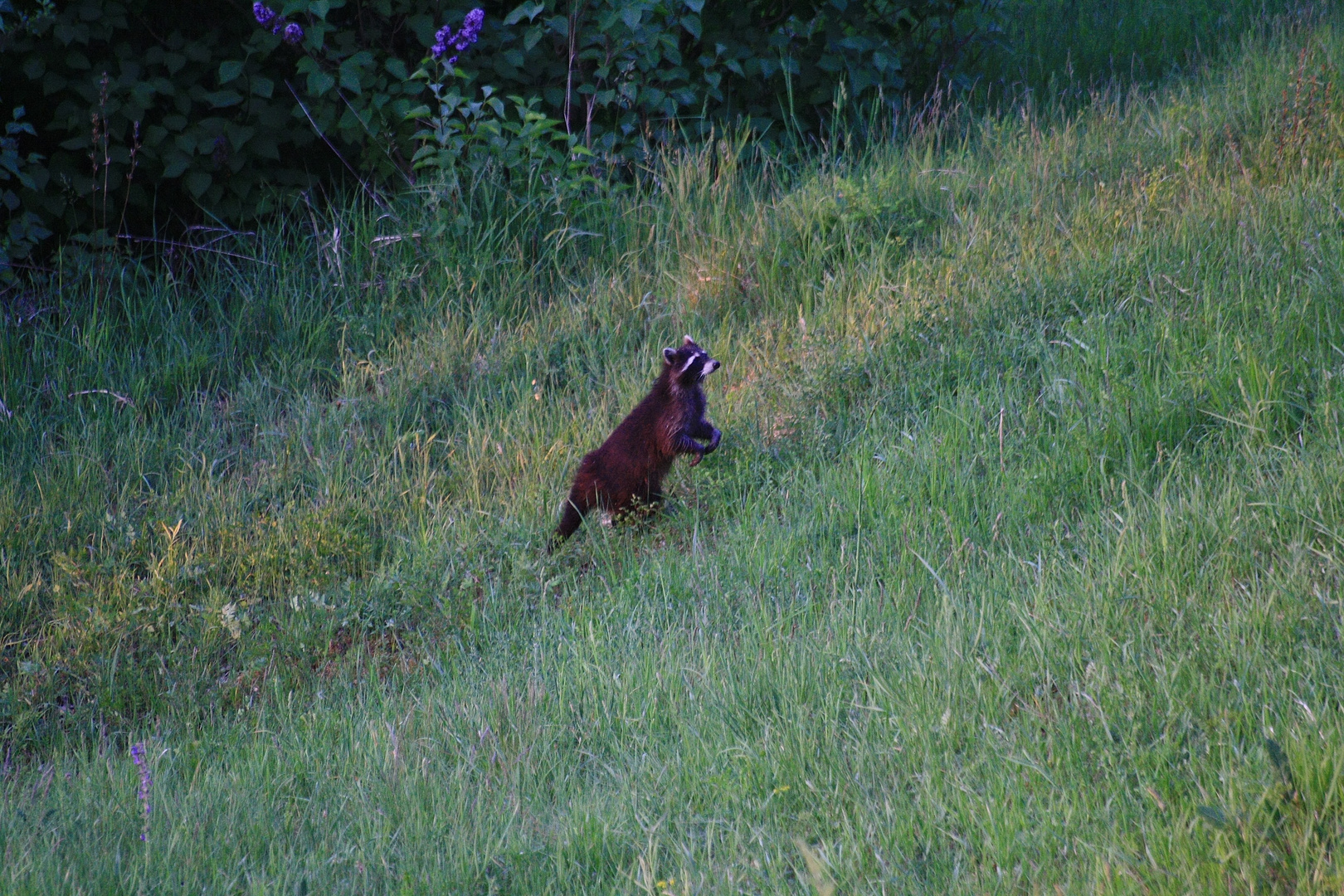 Waschbär auf dem Sprung