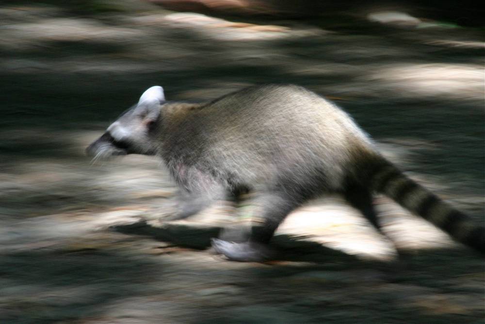 Waschbär auf der Flucht