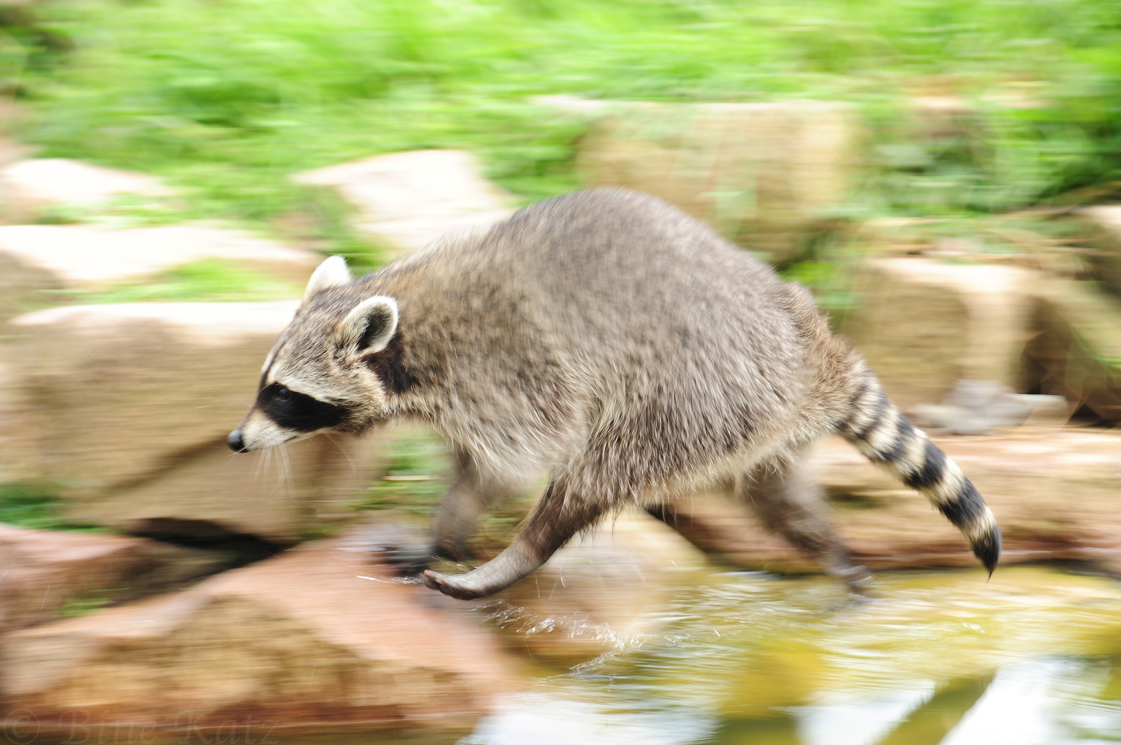 Waschbär auf der Flucht