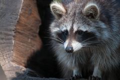 Waschbär auf der Lauer