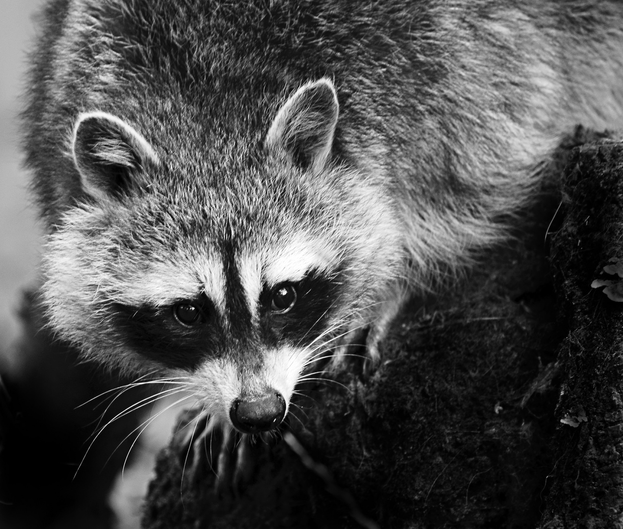 Waschbär auf der Suche