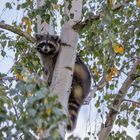 Waschbär auf einer Birke