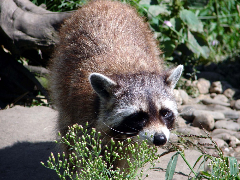 Waschbär auf Erkundungstour