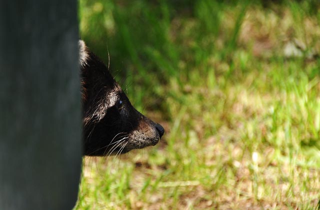 Waschbär auf Futtersuche