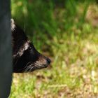 Waschbär auf Futtersuche