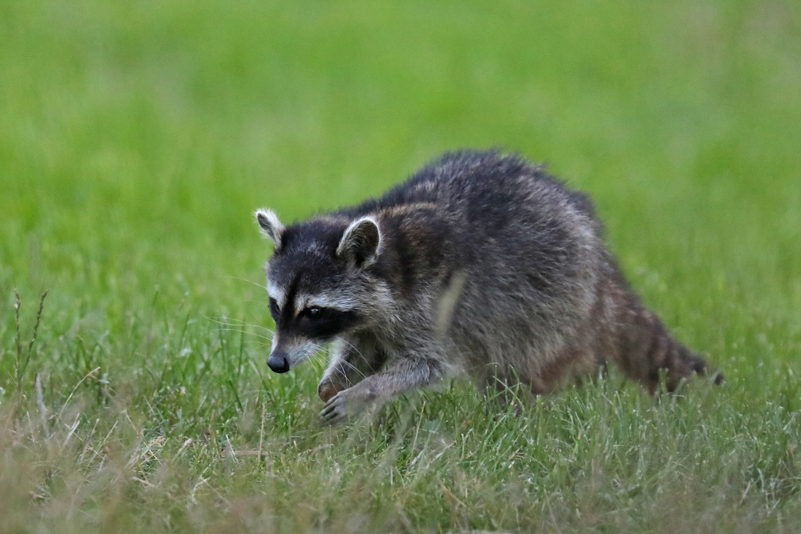 Waschbär auf Futtersuche