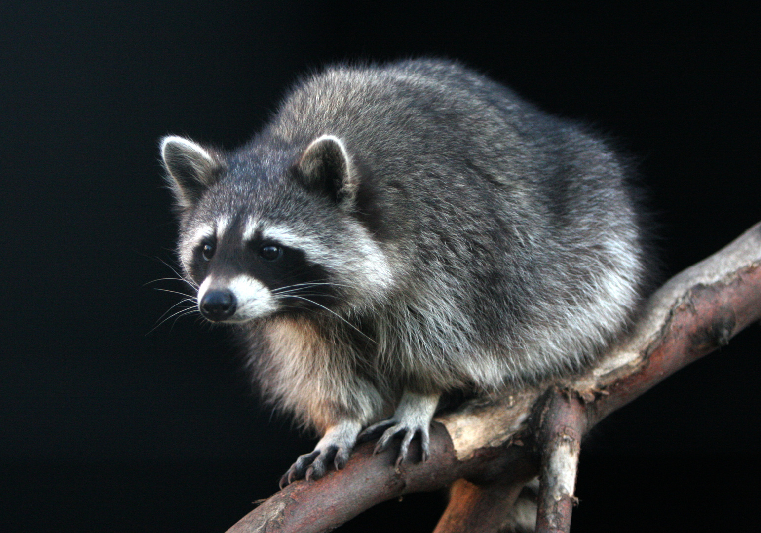 Waschbär auf Hochsitz 