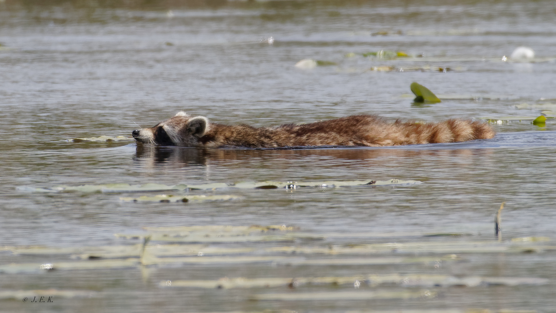 Waschbär auf Kurs