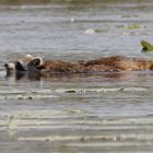 Waschbär auf Kurs