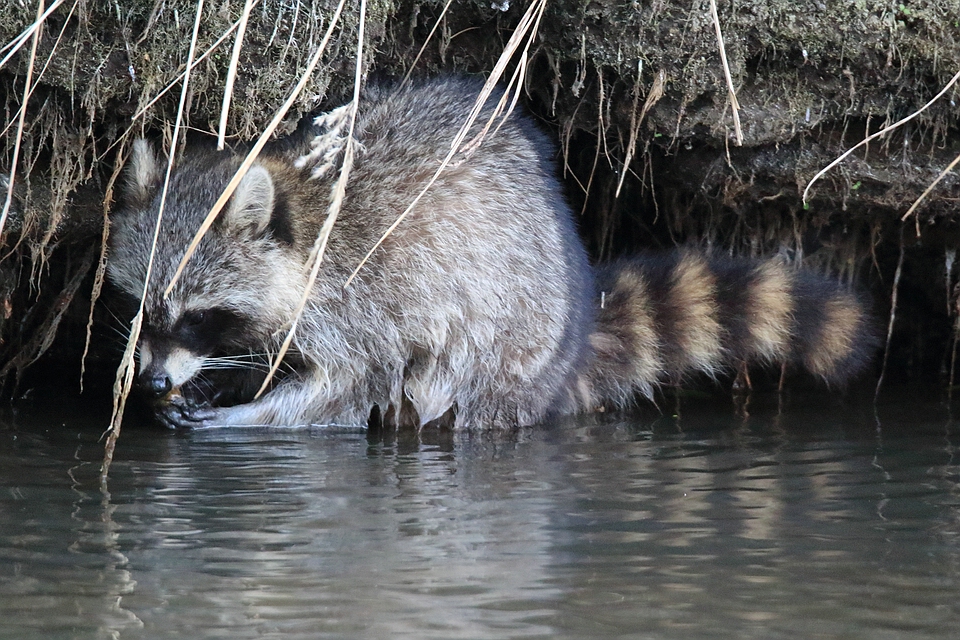 Waschbär auf Nahrungssuche