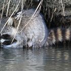 Waschbär auf Nahrungssuche