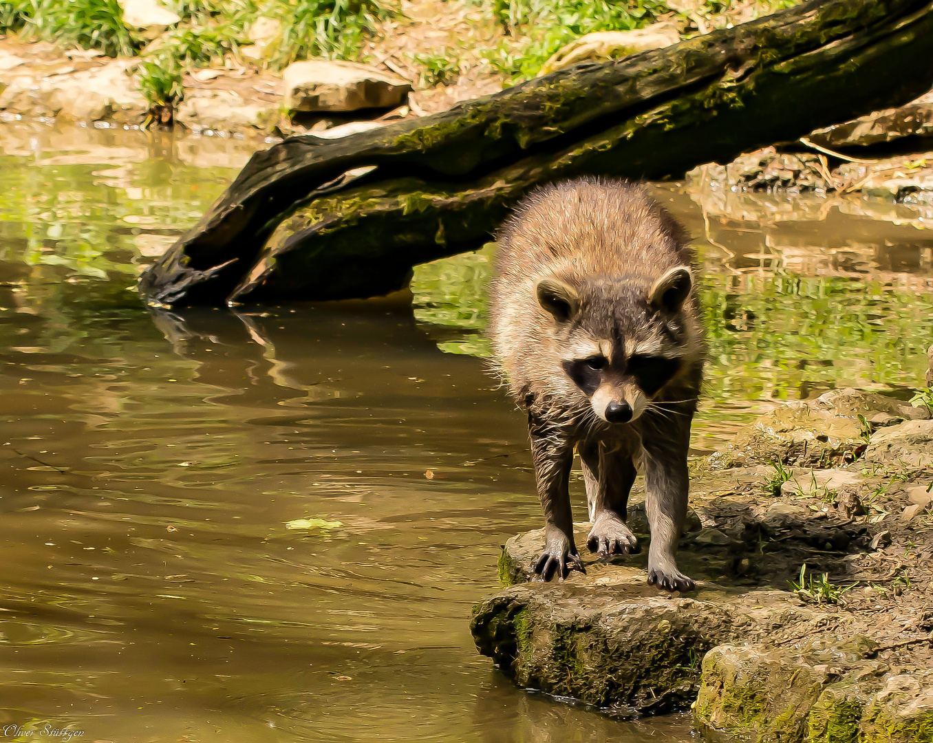  Waschbär auf "seiner" Uferpromenade