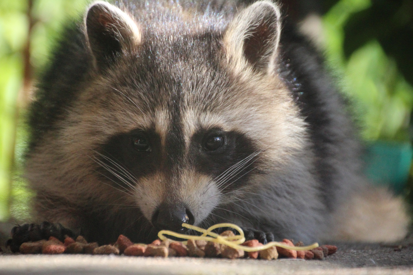 Waschbär aus der Bodenperspektive