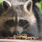 Waschbär aus der Bodenperspektive