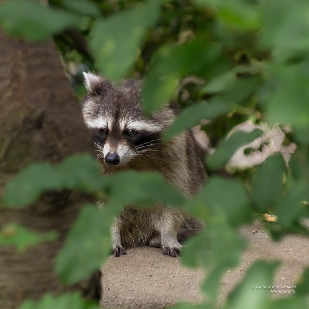 Waschbär aus der Deckung