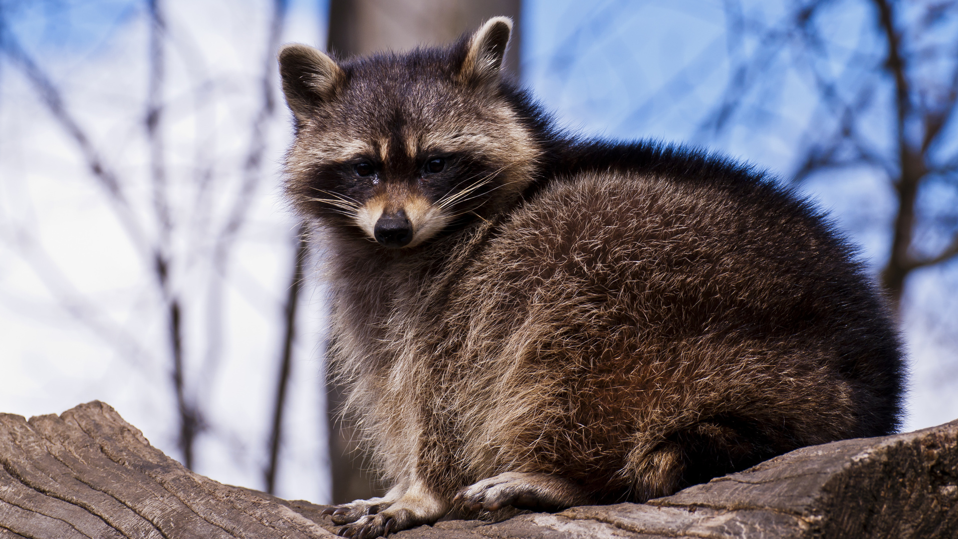 Waschbär