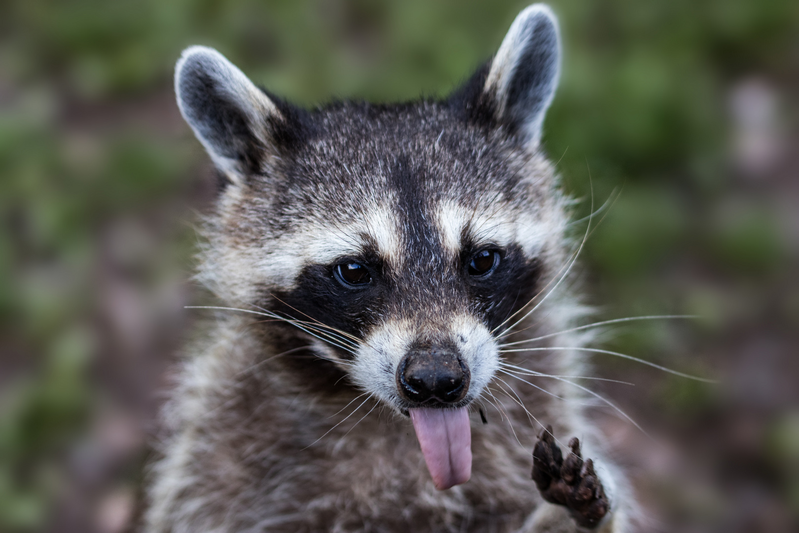 Waschbär Foto & Bild | sommer, outdoor, natur Bilder auf fotocommunity