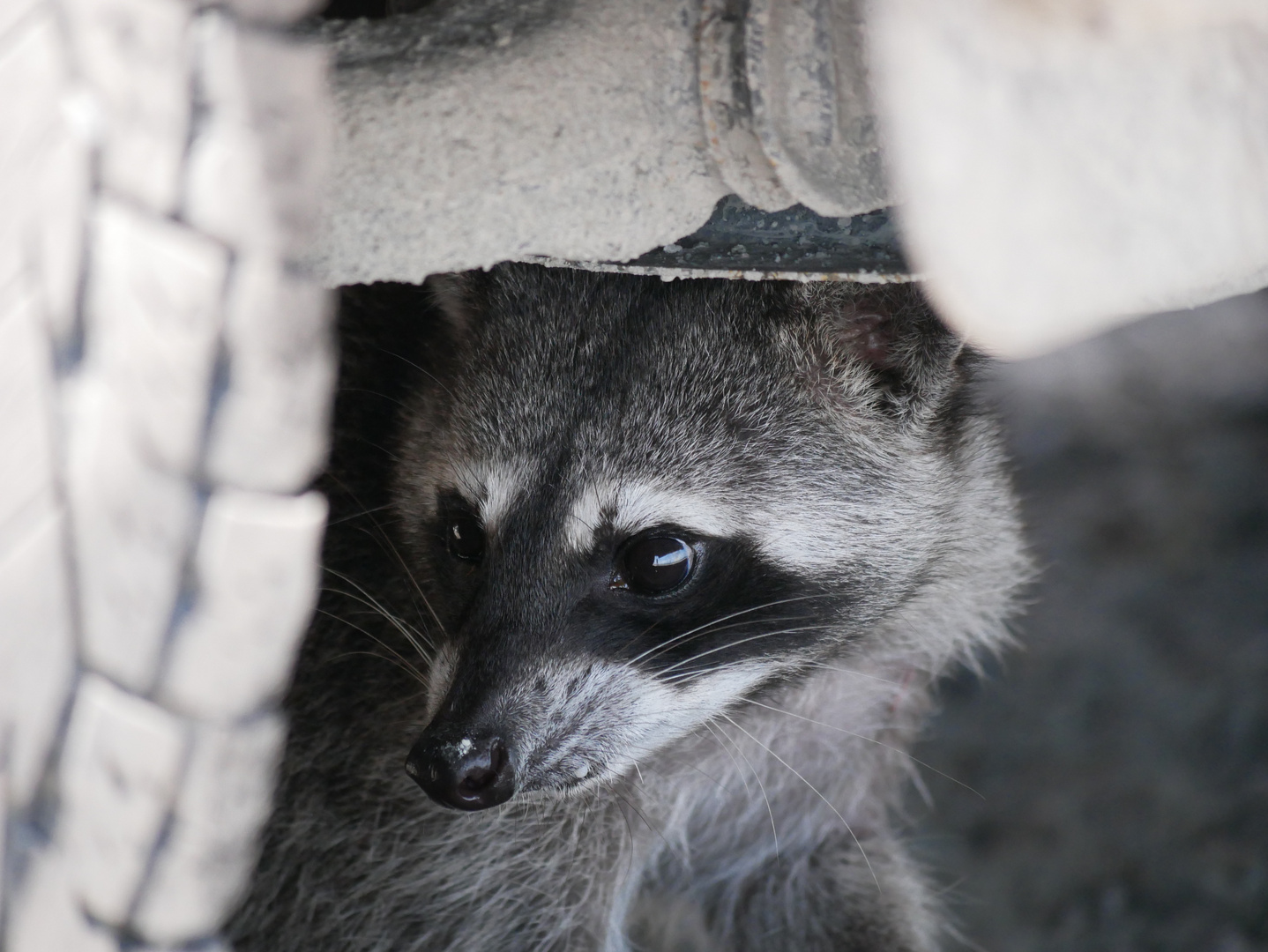 Waschbär