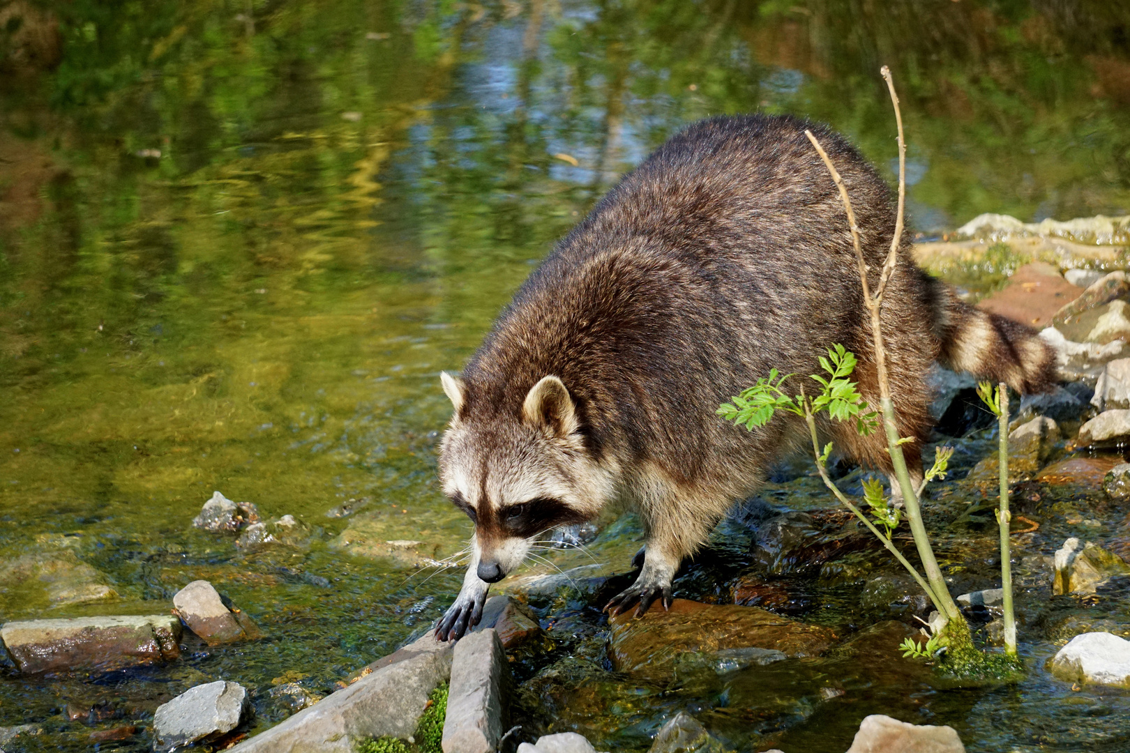 Waschbär