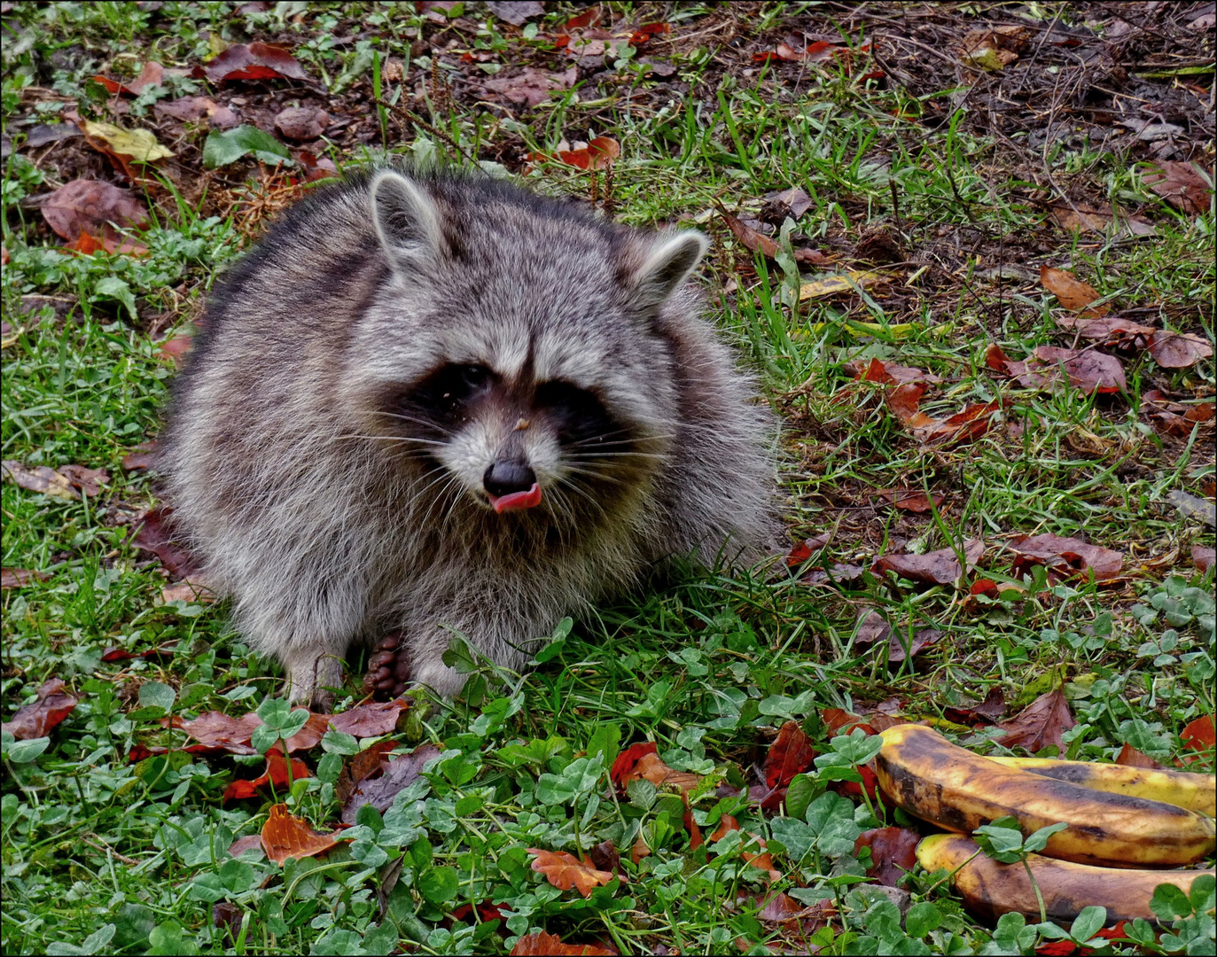 Waschbär