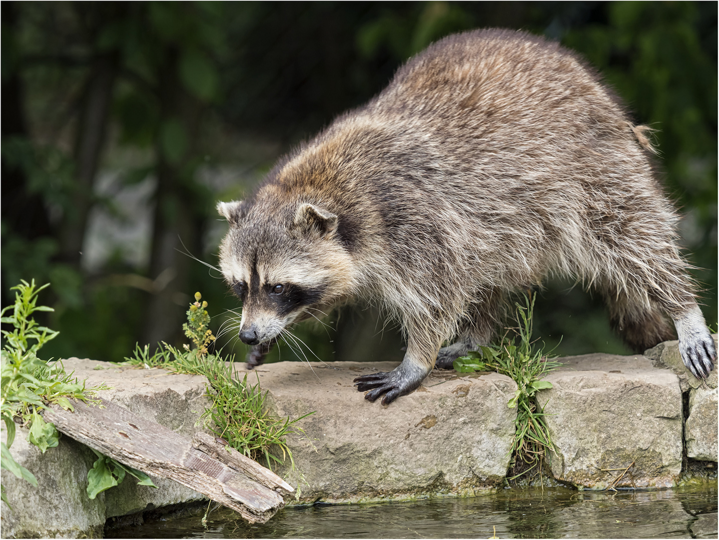 Waschbär