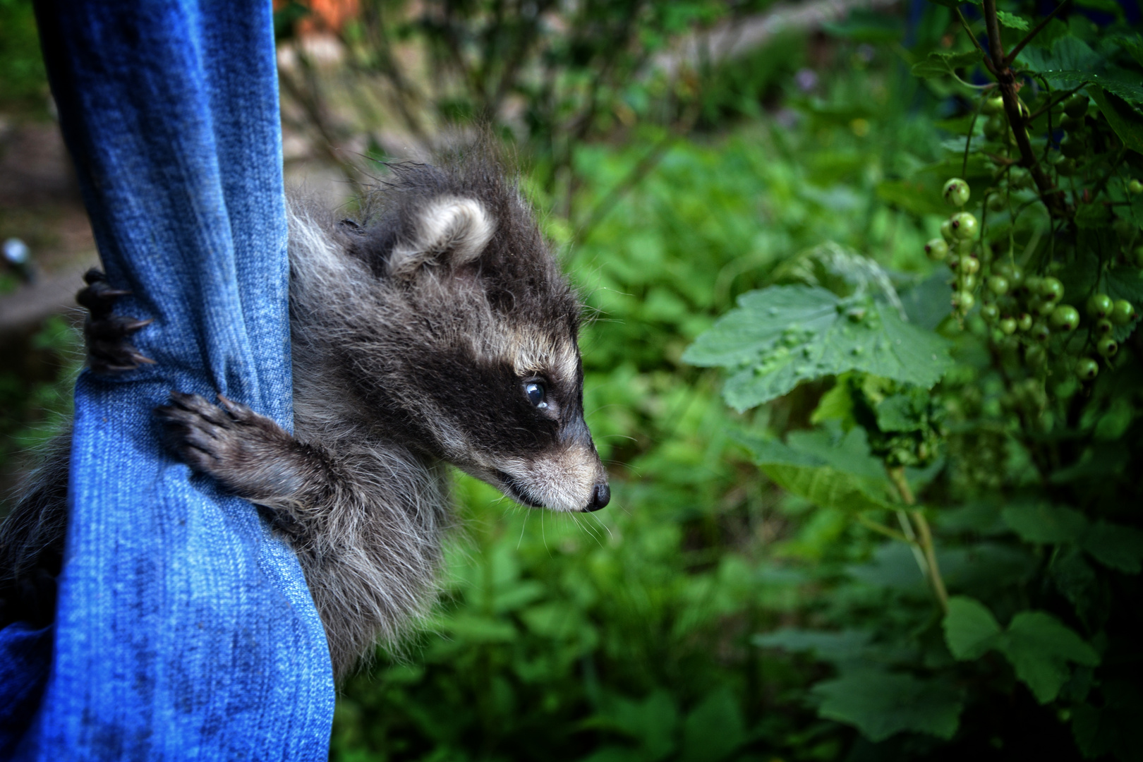 Waschbär Baby