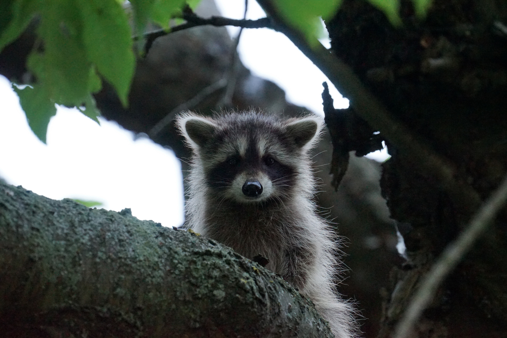 Waschbär-Baby im Kirschbaum