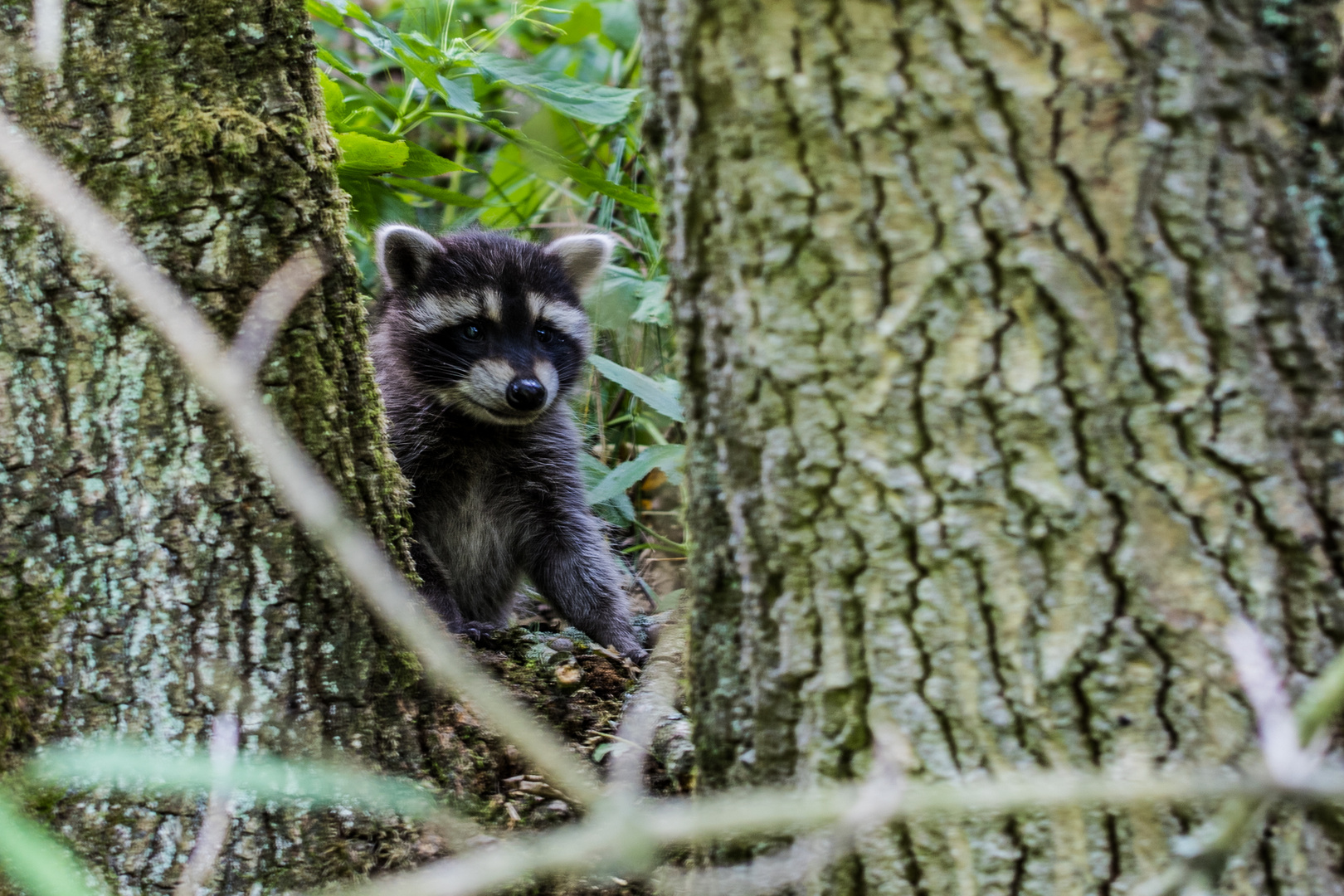 Waschbär Baby in SN