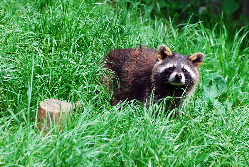 Waschbär