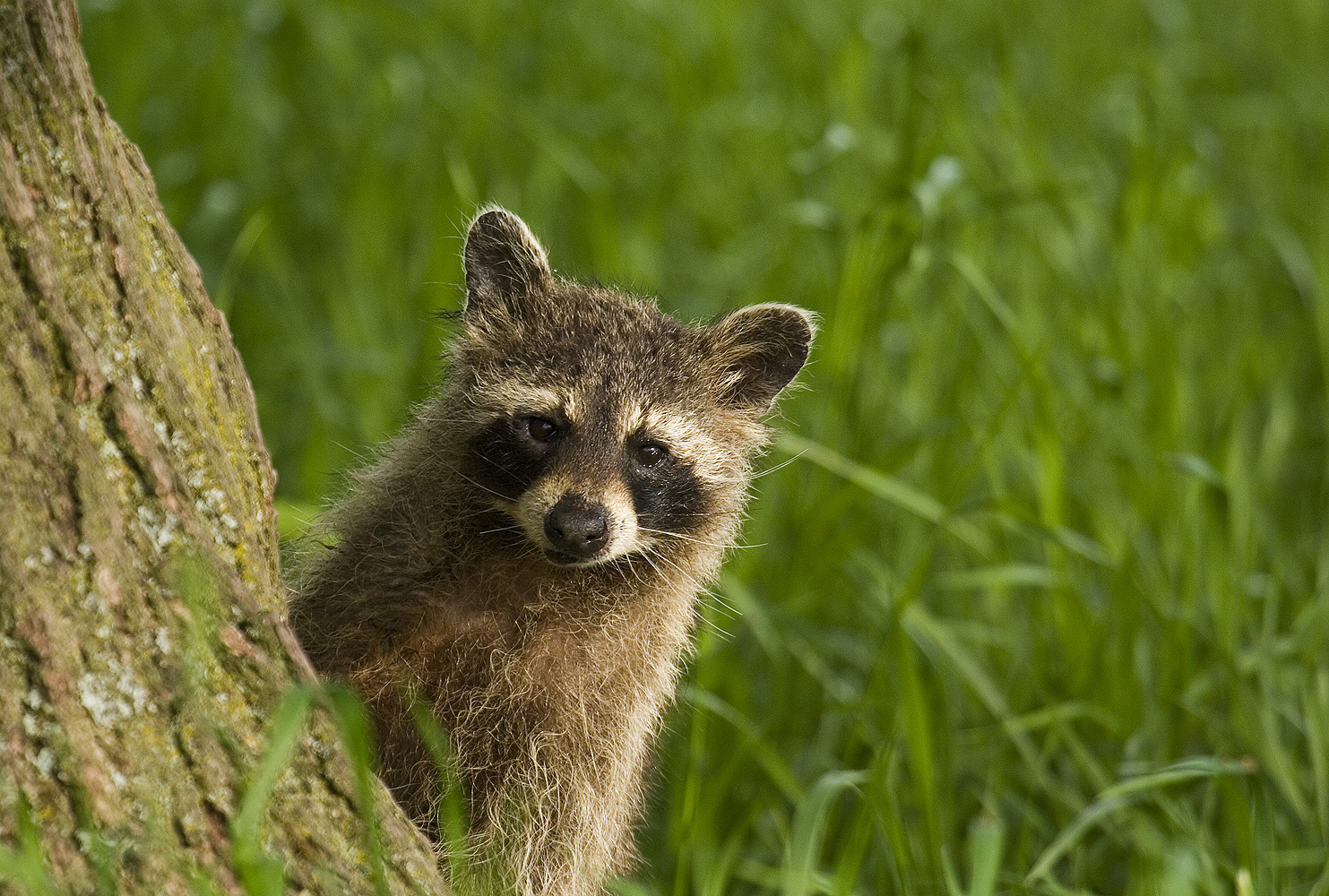 Waschbär