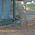 Waschbär...