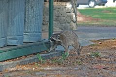 Waschbär...