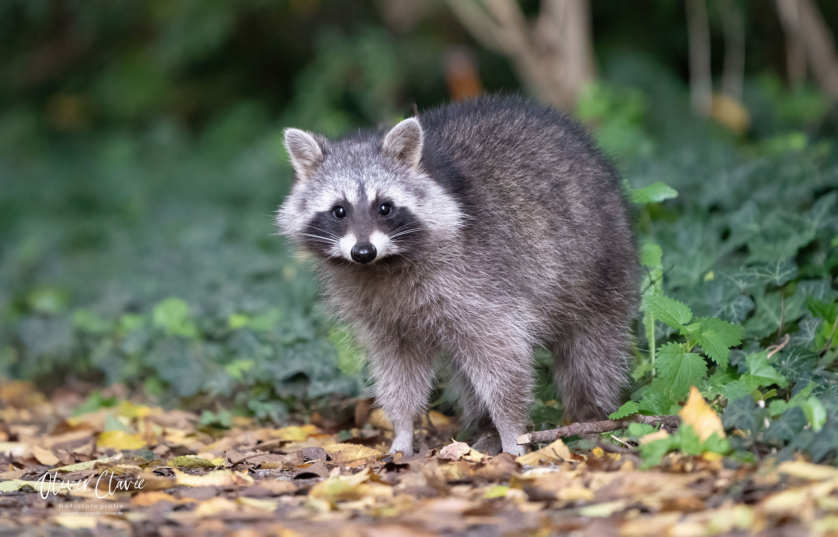 Waschbär Begegnung