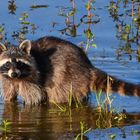 Waschbär bei der Abendtoilette