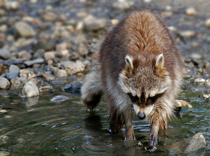 Waschbär bei der Arbeit