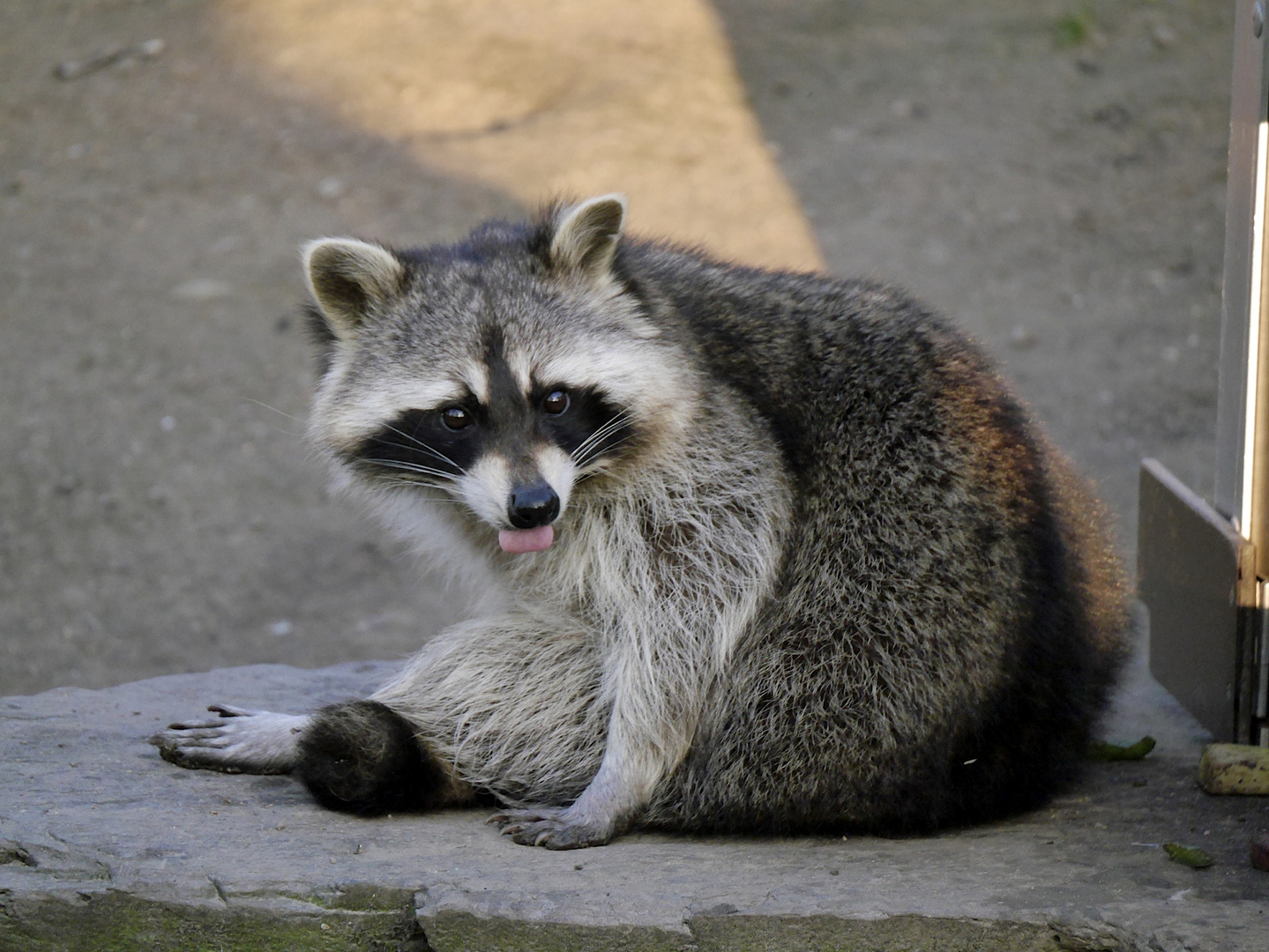 Waschbär bei der Fellpflege