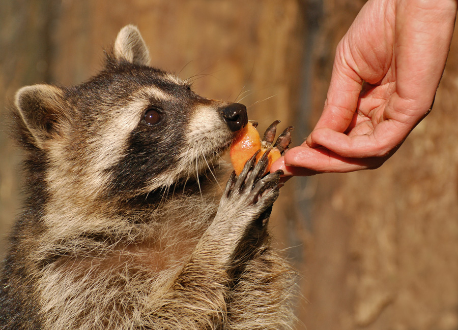 Waschbär bei der Fütterung