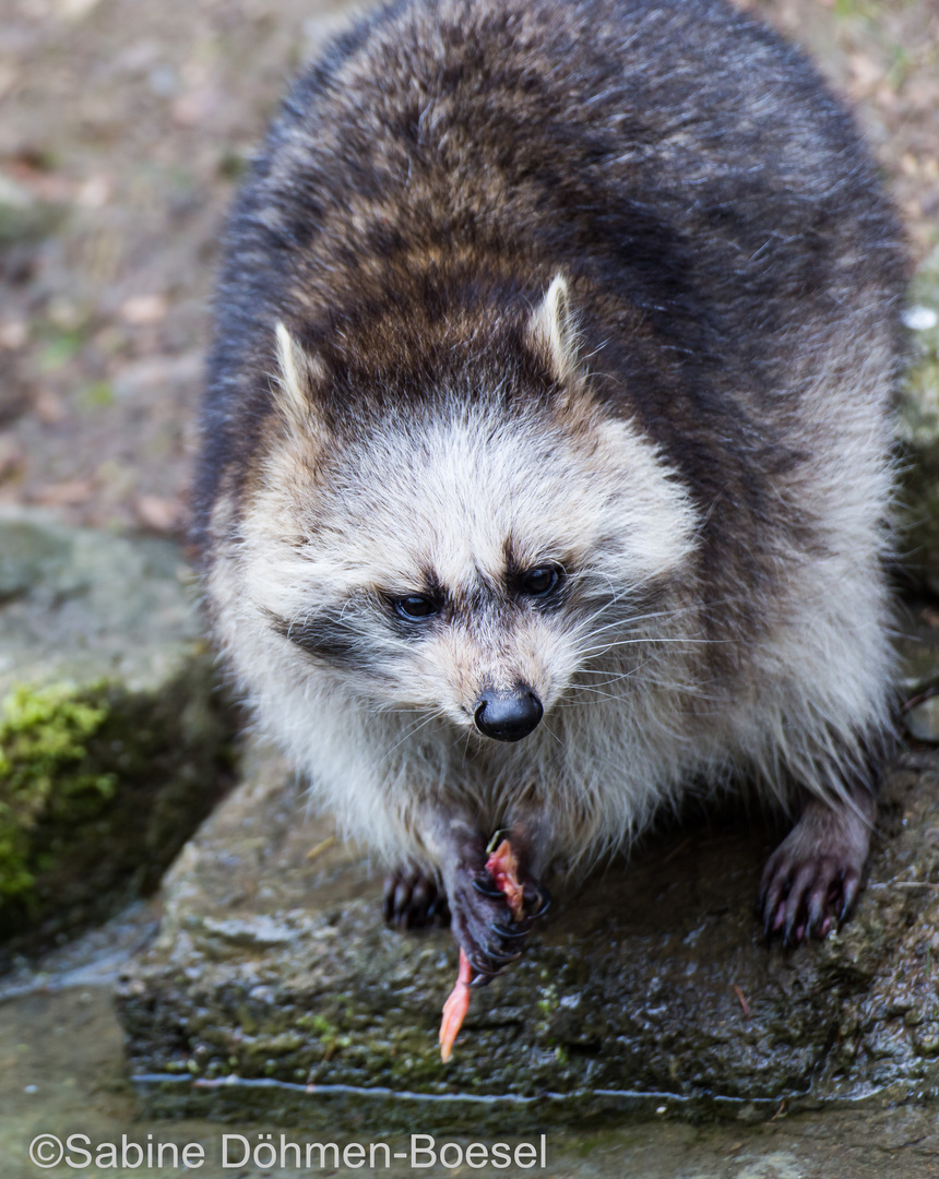 Waschbär bei der Mahlzeit