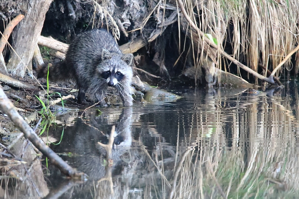 Waschbär bei der Nahrungssuche