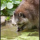 Waschbär bei seiner Namensgebung "waschen"