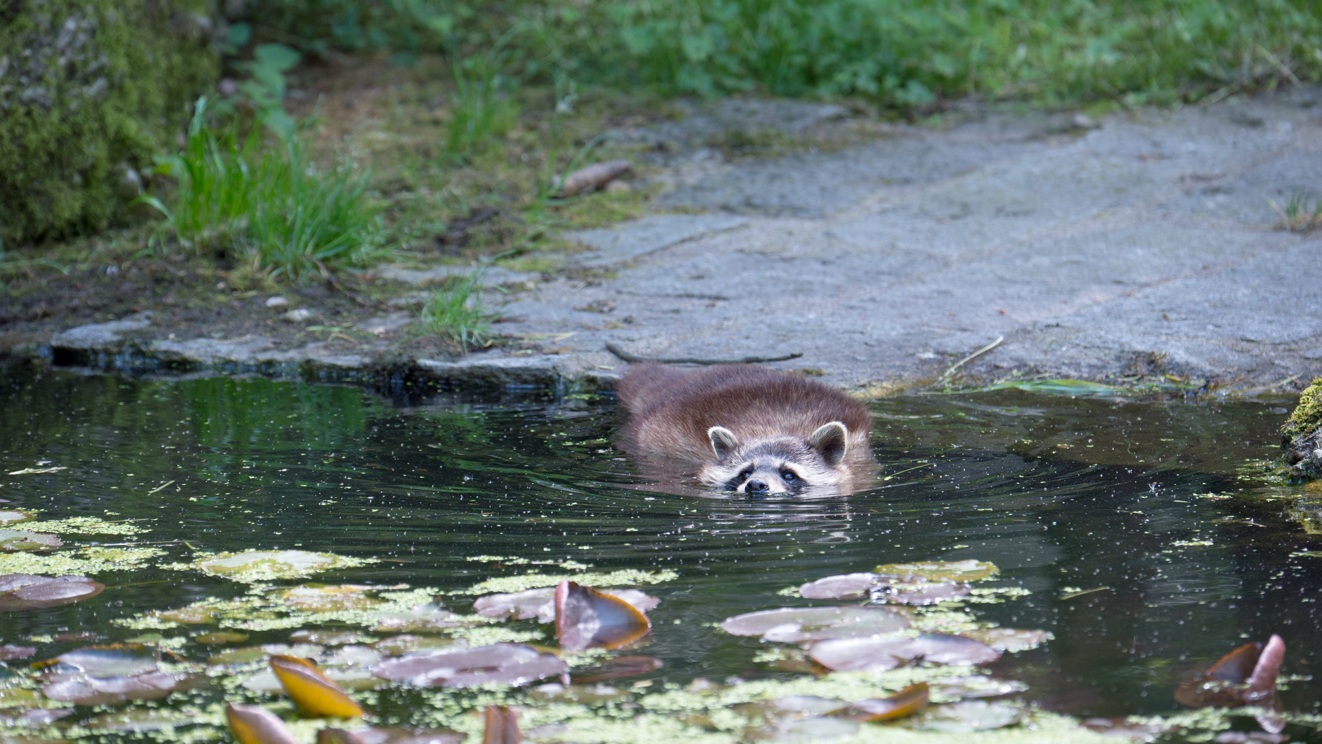 Waschbär beim Baden