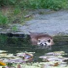 Waschbär beim Baden