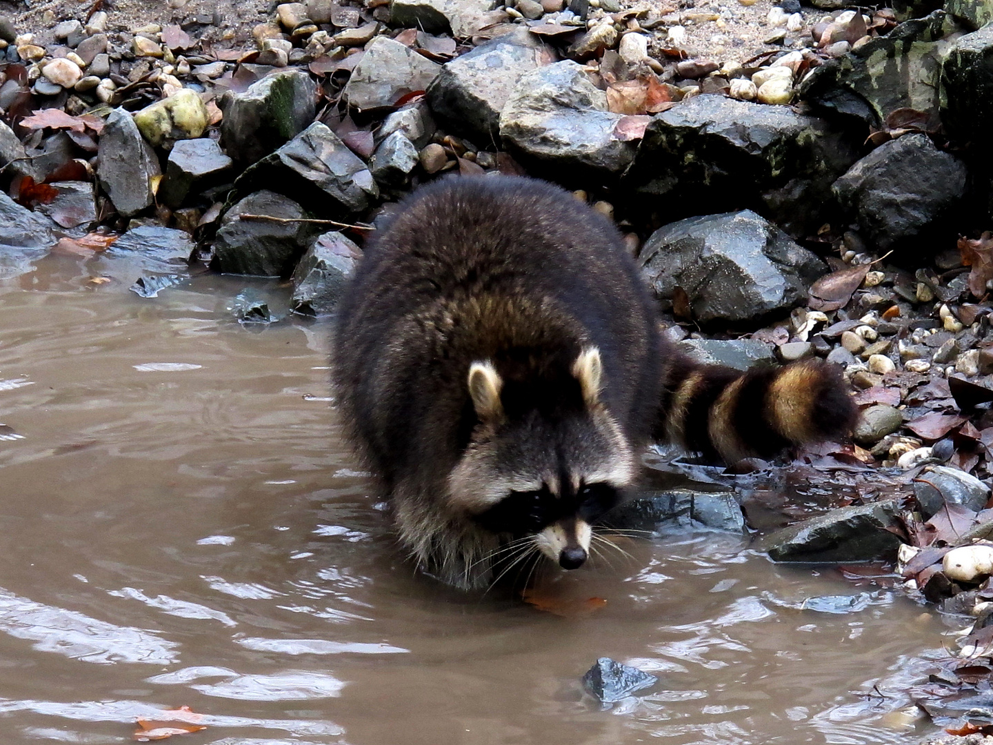 waschbär beim fischen